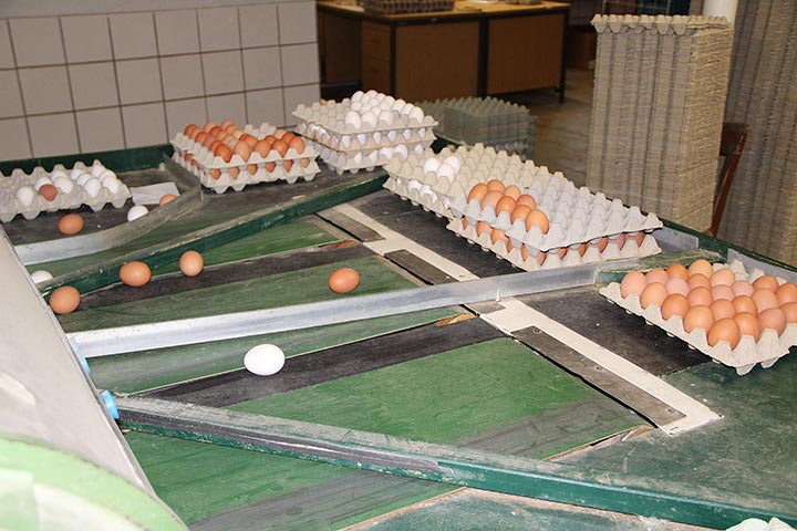 Eier Sortiermaschine auf dem Bauernhof Vienenkötter