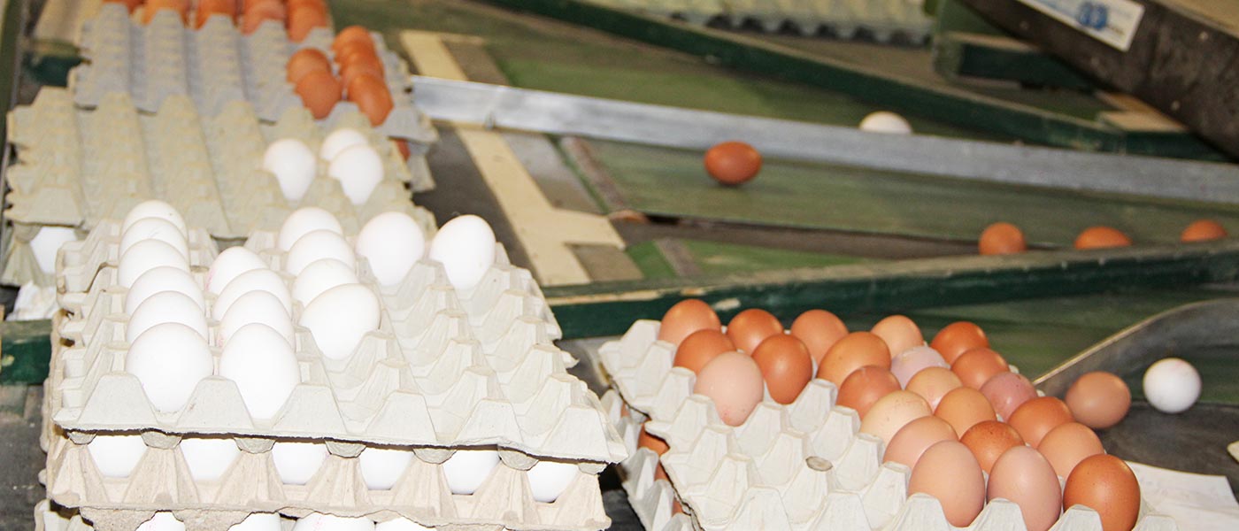 Eier in der Sortiermaschine auf dem Bauernhof Vienenkötter