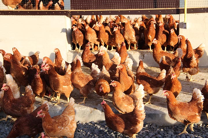 Hühner im Freiland  auf dem Bauernhof Vienenkötter