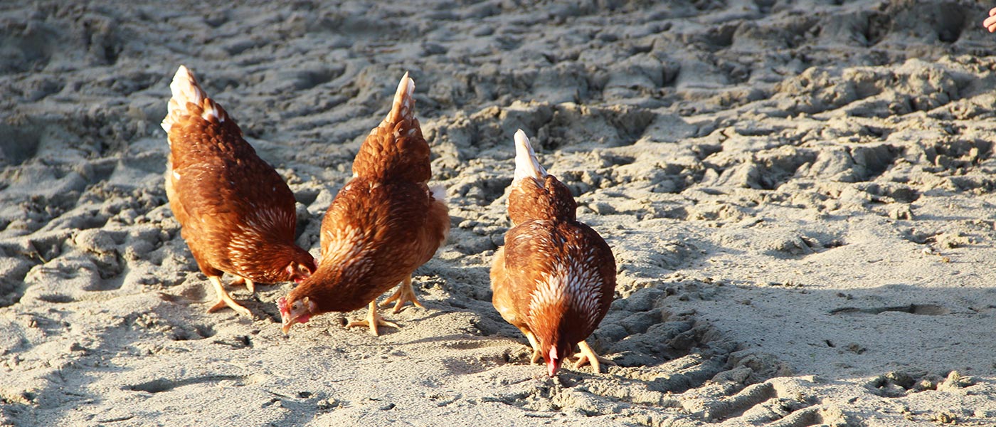 Hühner Freilauf im Sand auf dem Bauernhof Vienenkötter