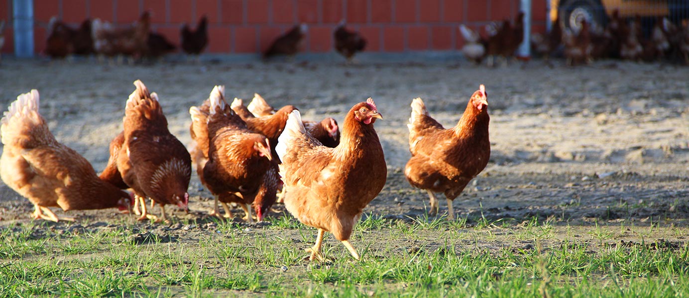 Hühner auf der Weide auf dem Bauernhof Vienenkötter