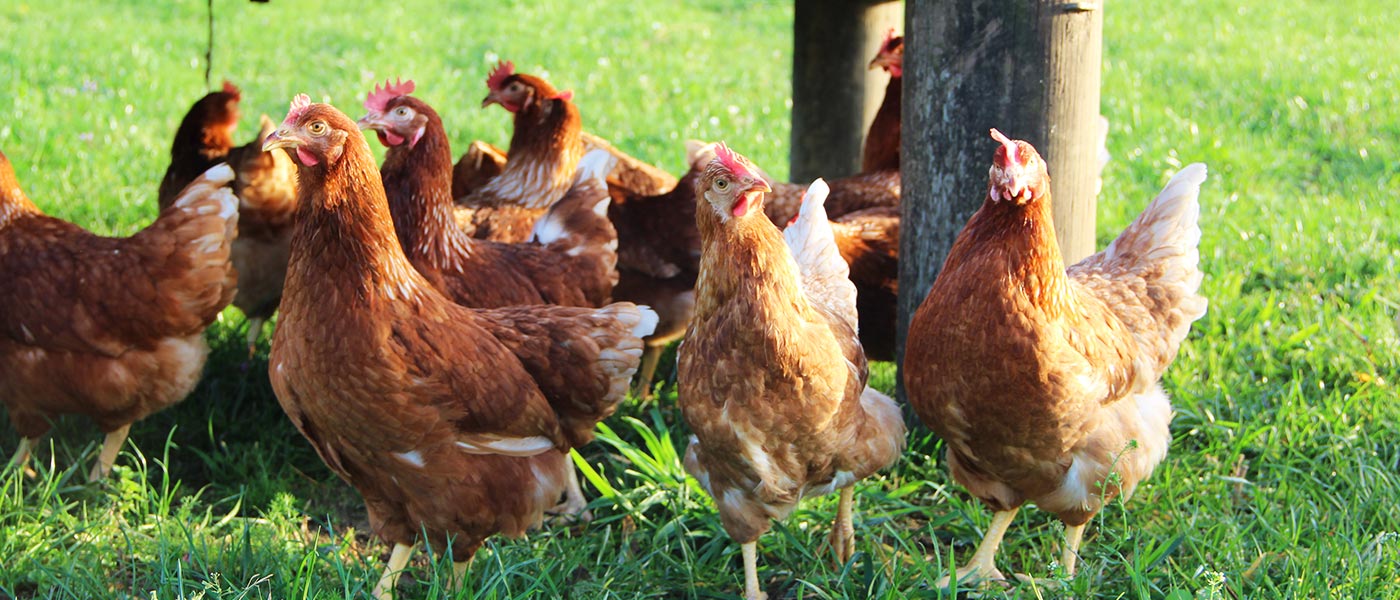 Hühner auf der Weide auf dem Bauernhof Vienenkötter in Everswinkel