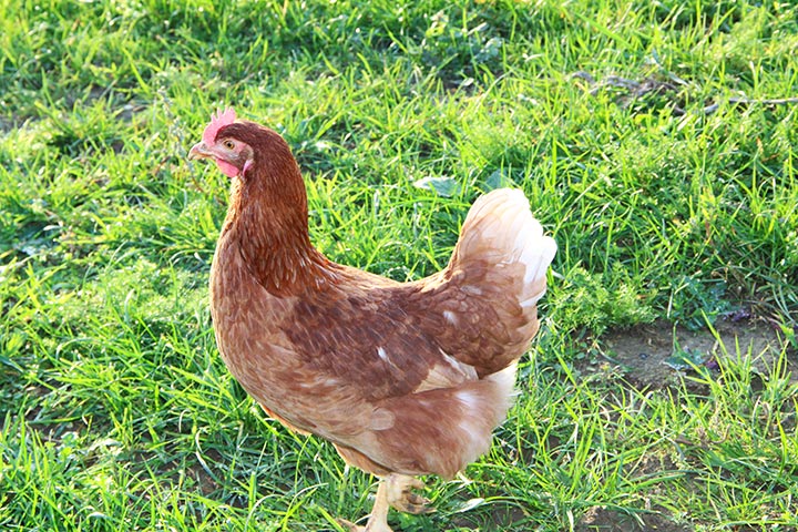 Huhn auf der Weide in Freilandhaltung