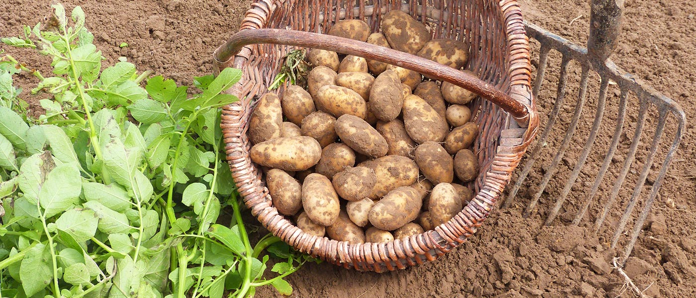 Kartoffeln vom Bauernhof Vienenkötter